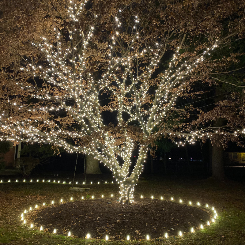 Tree Wrapping